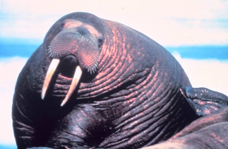 Pacific Walrus (Odobenus rosmarus divergens) {!--태평양 바다코끼리-->; DISPLAY FULL IMAGE.