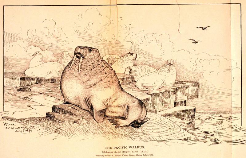 [Drawing] Pacific Walrus (Odobenus rosmarus divergens) {!--태평양 바다코끼리-->; DISPLAY FULL IMAGE.