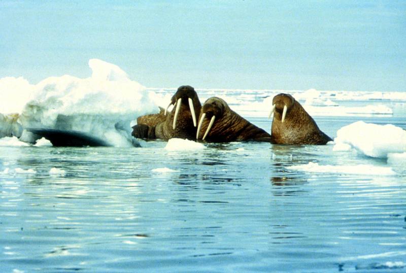 Walruses on ice (Odobenus rosmarus) {!--바다코끼리-->; DISPLAY FULL IMAGE.