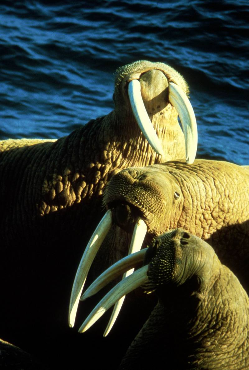 Walruses (Odobenus rosmarus) {!--바다코끼리-->; DISPLAY FULL IMAGE.