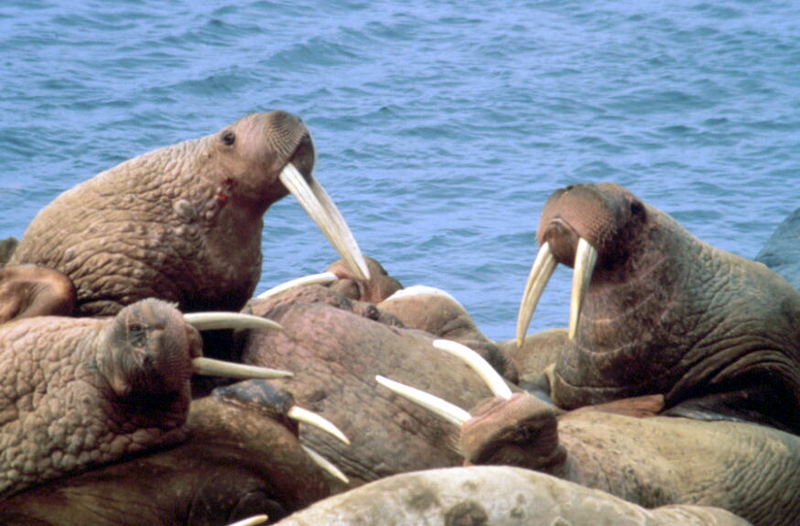 Walruses (Odobenus rosmarus) {!--바다코끼리-->; DISPLAY FULL IMAGE.