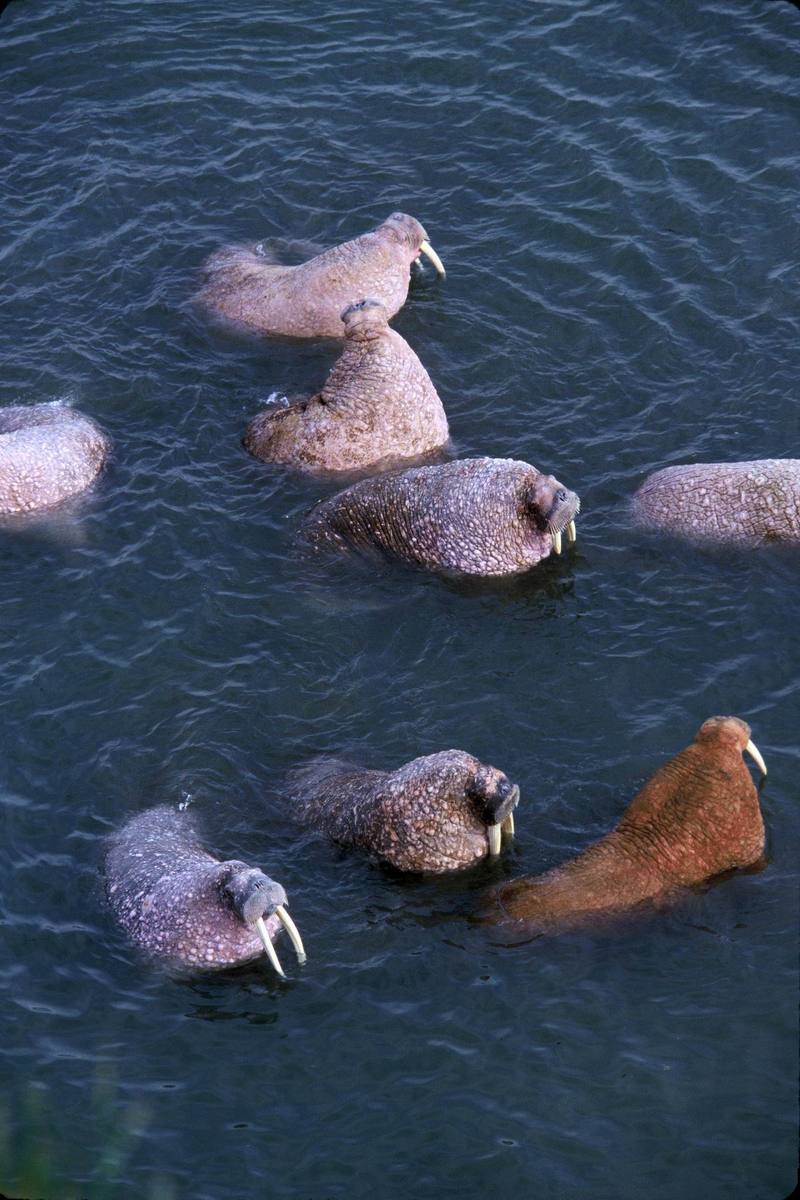 Walrus herd (Odobenus rosmarus) {!--바다코끼리-->; DISPLAY FULL IMAGE.