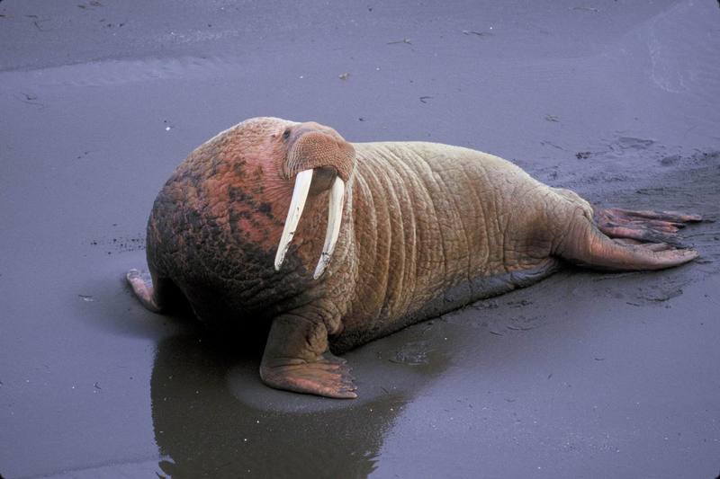 Walrus (Odobenus rosmarus) {!--바다코끼리-->; DISPLAY FULL IMAGE.