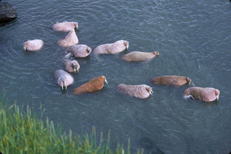 Walrus herd (Odobenus rosmarus) {!--바다코끼리-->; DISPLAY FULL IMAGE.