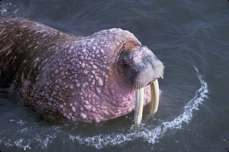 Walrus (Odobenus rosmarus) {!--바다코끼리-->; DISPLAY FULL IMAGE.