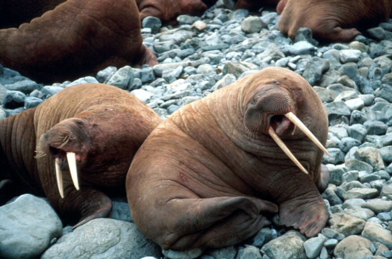 Walrus pair (Odobenus rosmarus) {!--바다코끼리-->; DISPLAY FULL IMAGE.