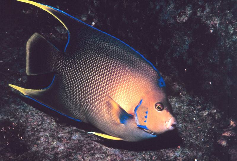 Townsend Angelfish (Queen & Blue mix) {!--신선돔-->; DISPLAY FULL IMAGE.