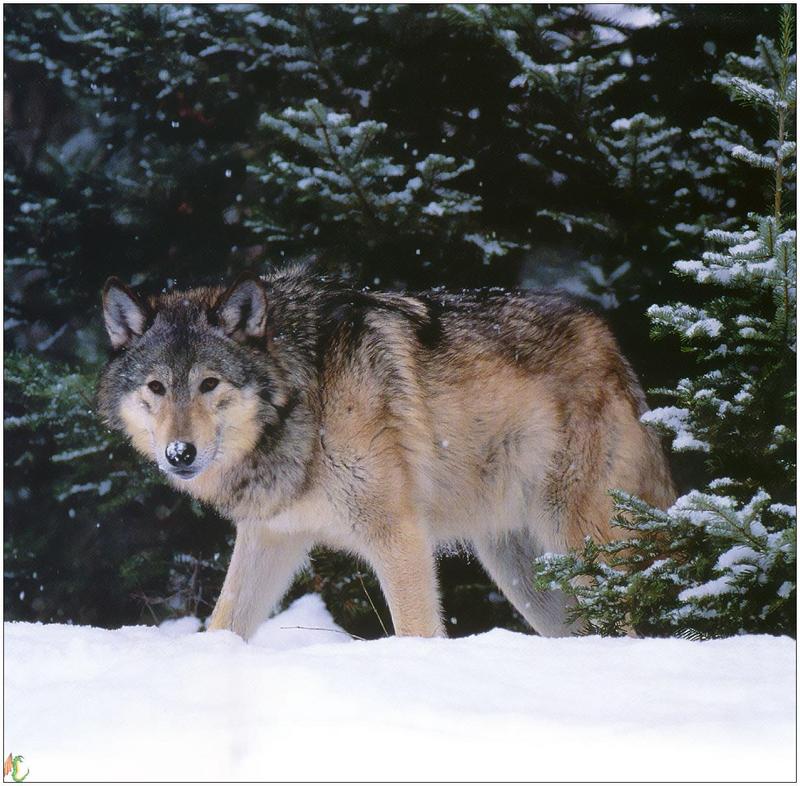 (Gray Wolf) Wolves Calendar 1999 01; DISPLAY FULL IMAGE.