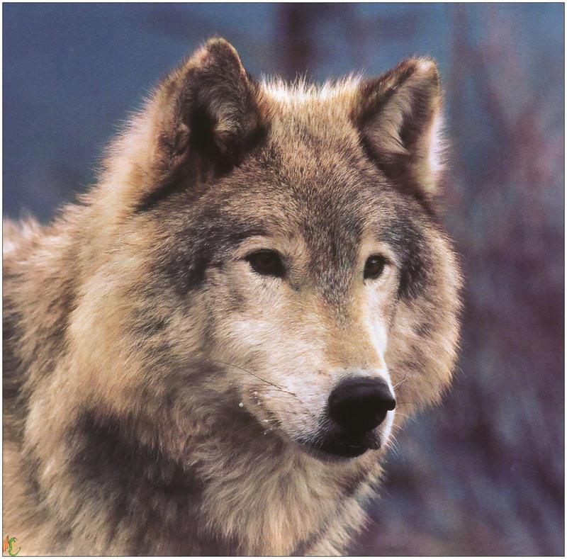(Gray Wolf) Wolves Calendar 1999 02; DISPLAY FULL IMAGE.