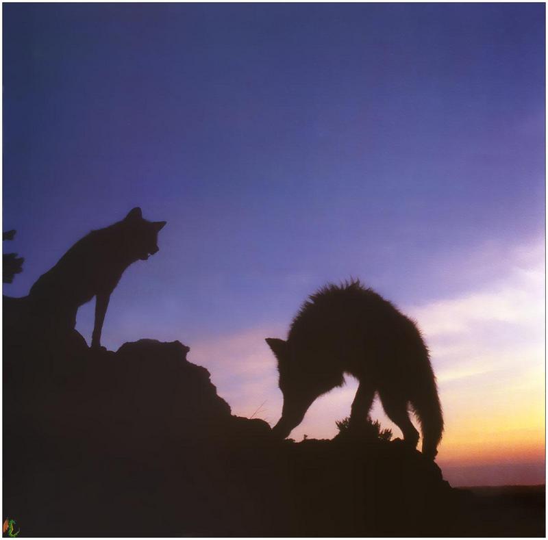 (Gray Wolf) Wolves Calendar 1999 03; DISPLAY FULL IMAGE.