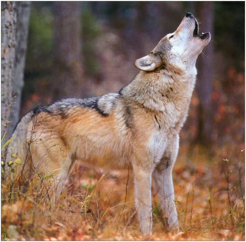 (Gray Wolf) Wolves Calendar 1999 04; DISPLAY FULL IMAGE.
