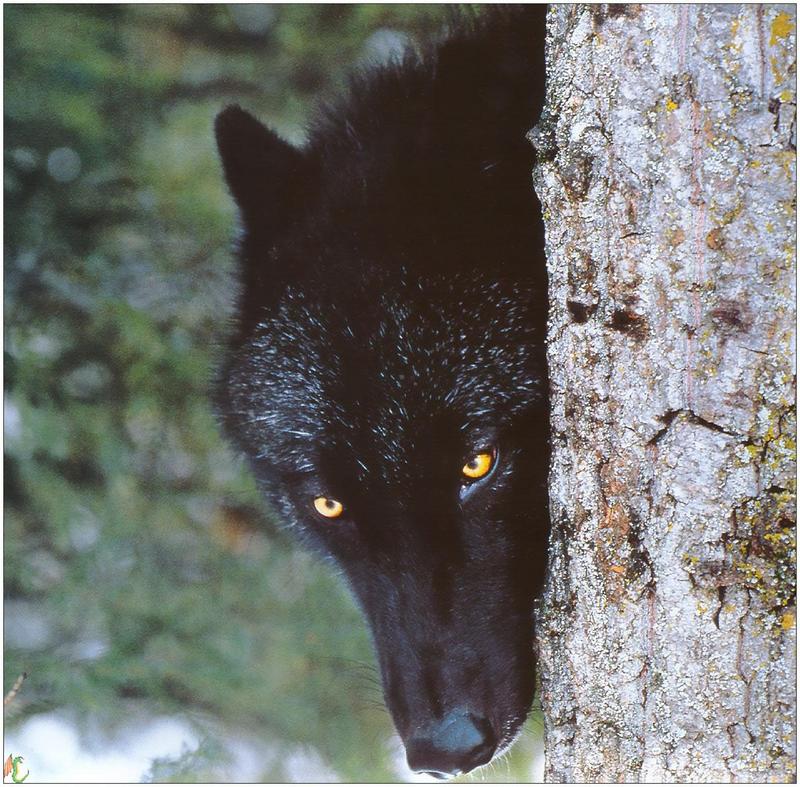 (Gray Wolf) Wolves Calendar 1999 05; DISPLAY FULL IMAGE.