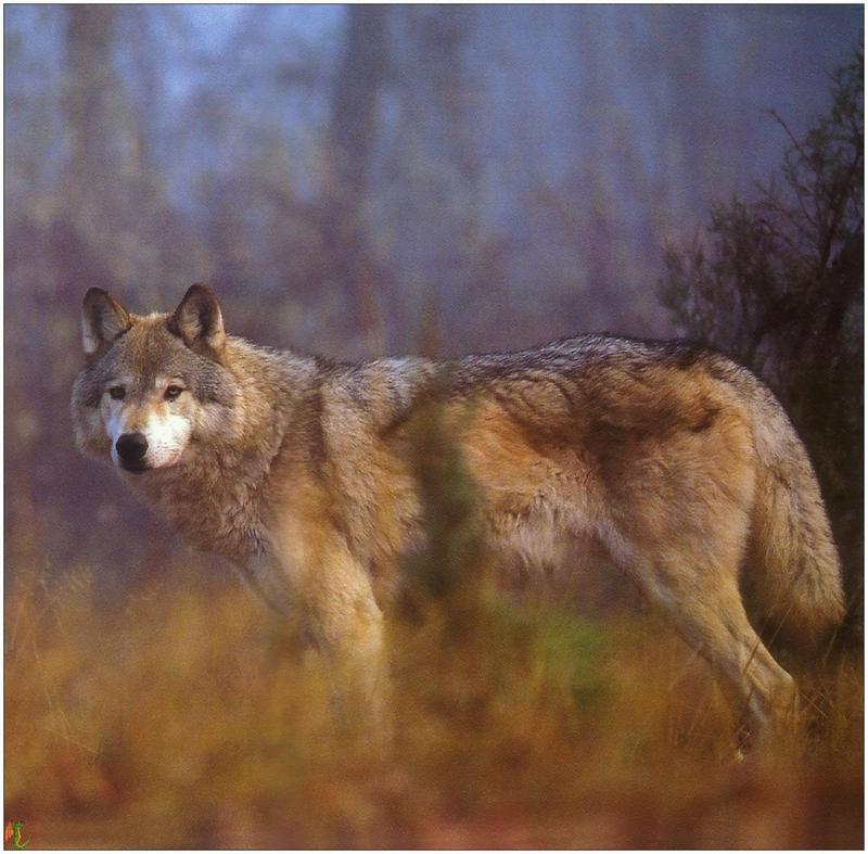 (Gray Wolf) Wolves Calendar 1999 06; DISPLAY FULL IMAGE.