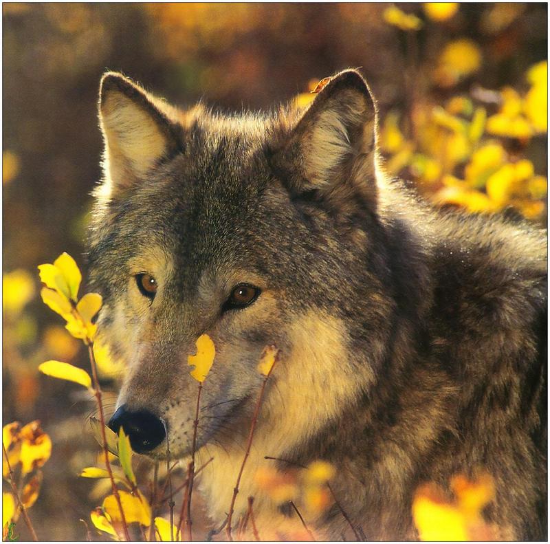 (Gray Wolf) Wolves Calendar 1999 07; DISPLAY FULL IMAGE.