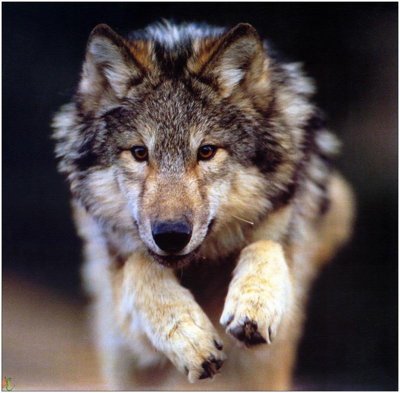 (Gray Wolf) Wolves Calendar 1999 08; DISPLAY FULL IMAGE.