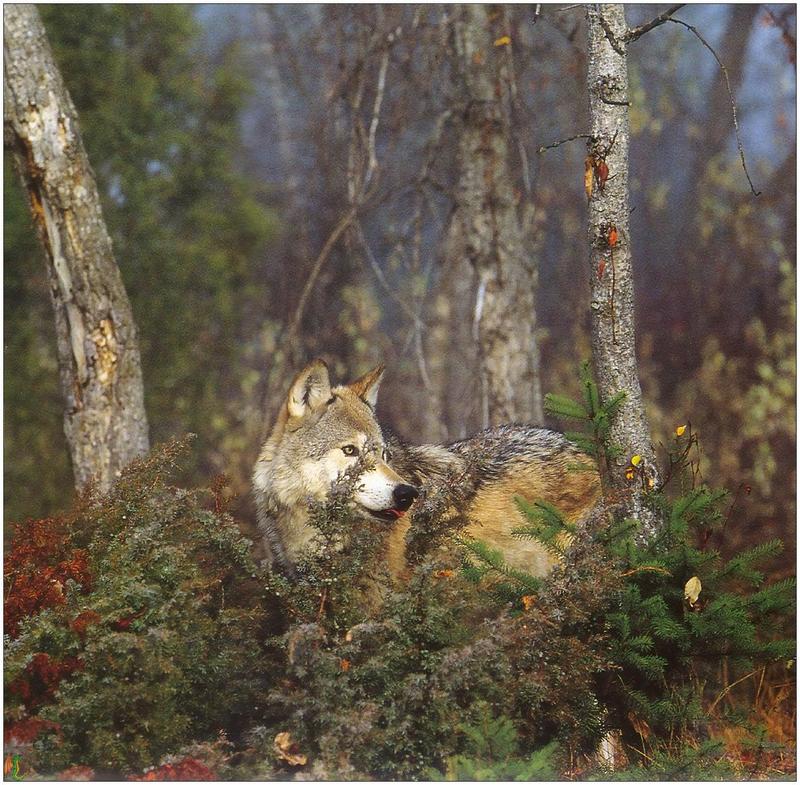 (Gray Wolf) Wolves Calendar 1999 09; DISPLAY FULL IMAGE.