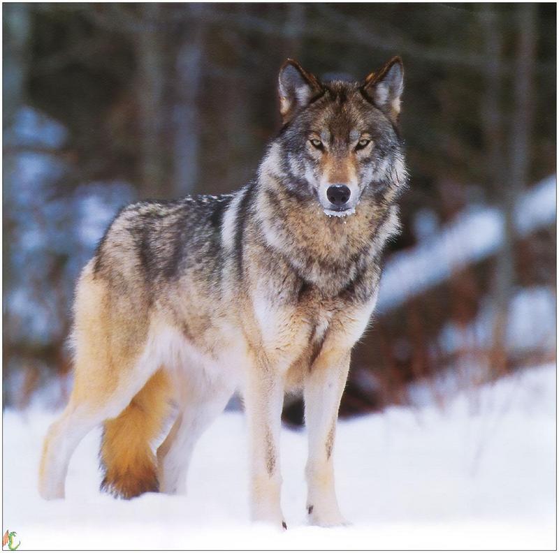 (Gray Wolf) Wolves Calendar 1999 10; DISPLAY FULL IMAGE.
