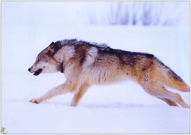 (Gray Wolf) Wolves Calendar 1999 11; DISPLAY FULL IMAGE.