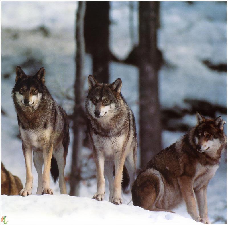 (Gray Wolf) Wolves Calendar 1999 12; DISPLAY FULL IMAGE.
