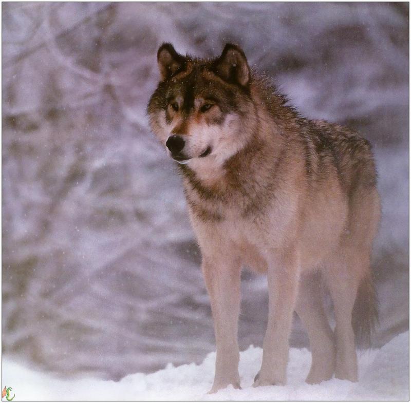 (Gray Wolf) Wolves Calendar 1999 13; DISPLAY FULL IMAGE.