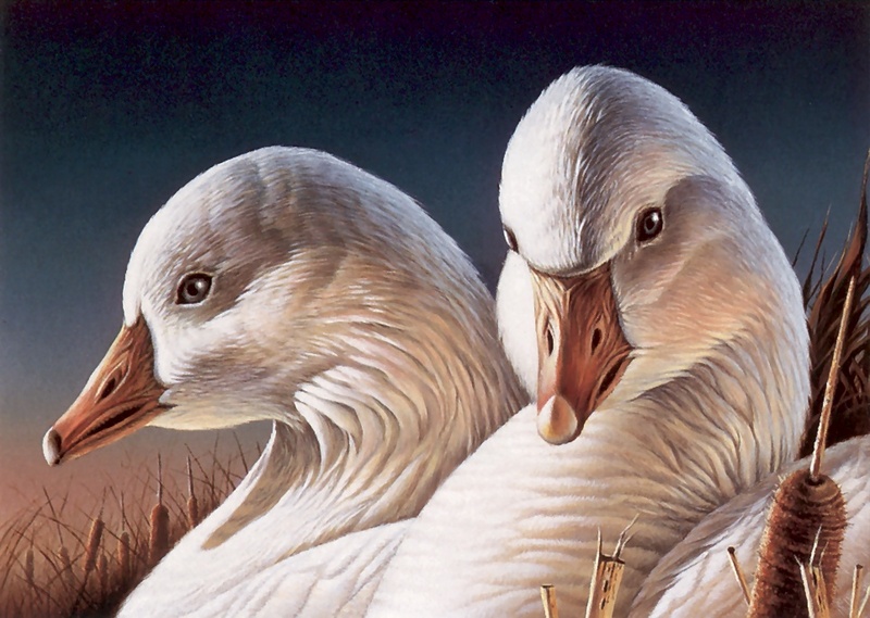 [Animal Art - Terry Redlin] Ross' Geese - Ross's Goose pair; DISPLAY FULL IMAGE.