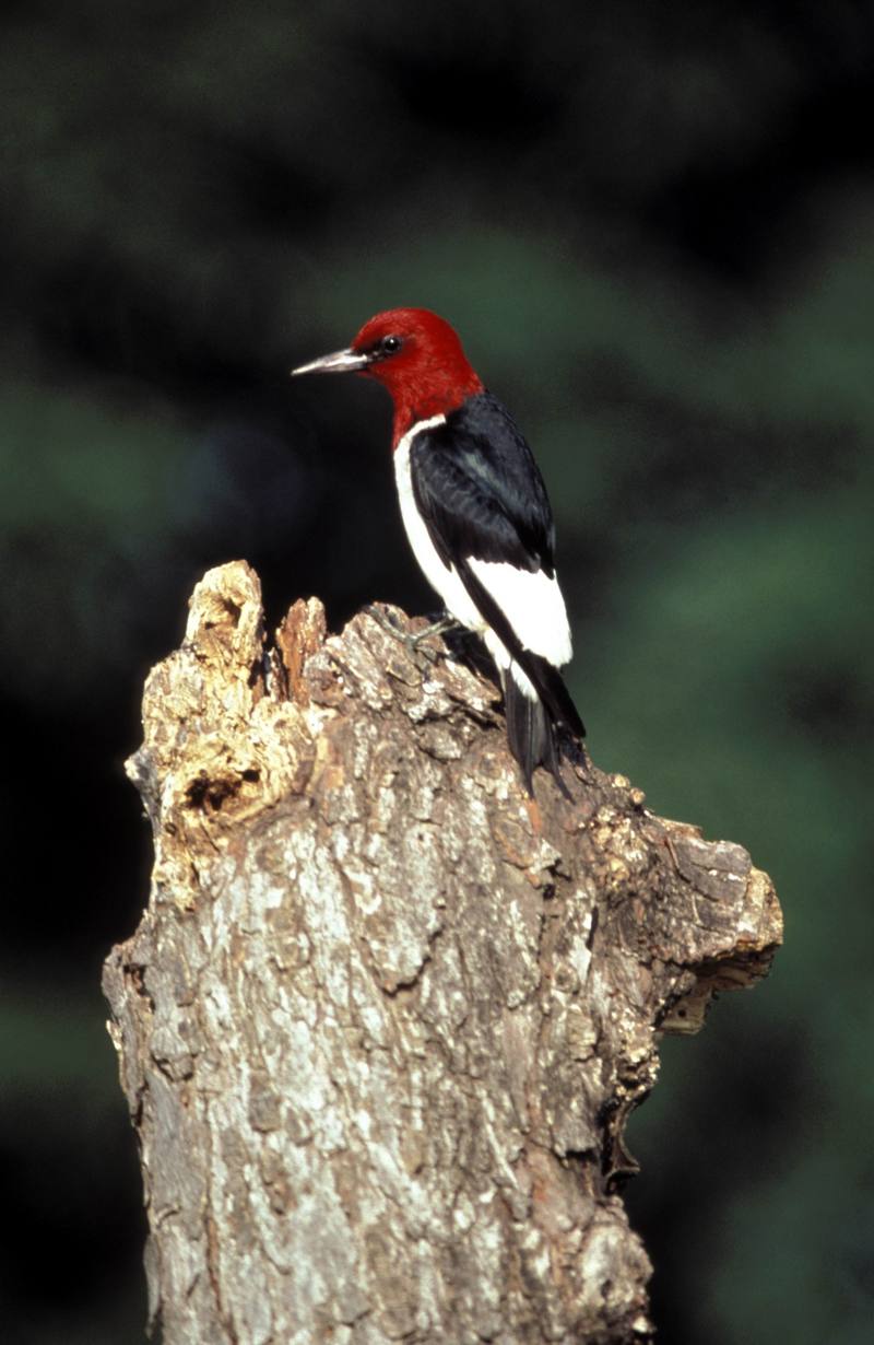 Red-headed Woodpecker (Melanerpes erythrocephalus) {!--붉은머리딱다구리-->; DISPLAY FULL IMAGE.