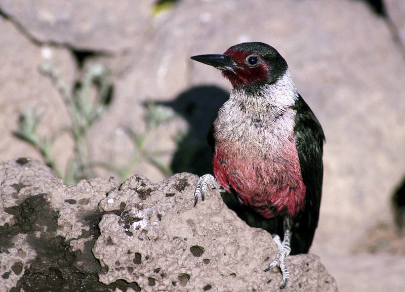 Lewis's Woodpecker (Melanerpes lewis) {!--루이스딱다구리-->; DISPLAY FULL IMAGE.