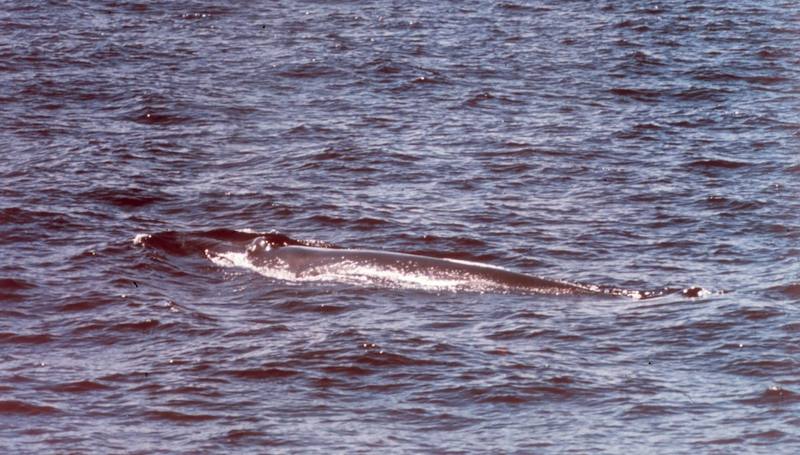 Fin Whale (Balaenoptera physalus) {!--참고래-->; DISPLAY FULL IMAGE.