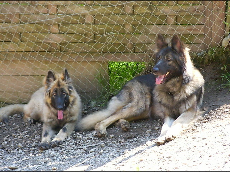 ISSR-Shiloh Shepherd; DISPLAY FULL IMAGE.