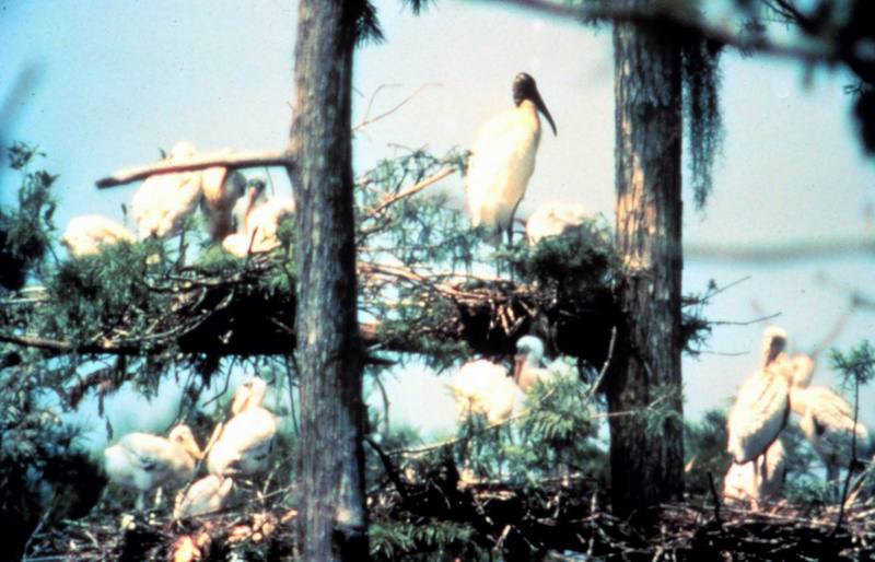Wood Storks (Mycteria americana) {!--검은머리황새-->; DISPLAY FULL IMAGE.