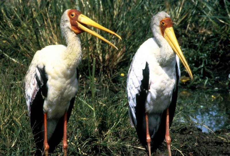 Yellow-billed Stork pair (Mycteria ibis) {!--노랑부리황새-->; DISPLAY FULL IMAGE.