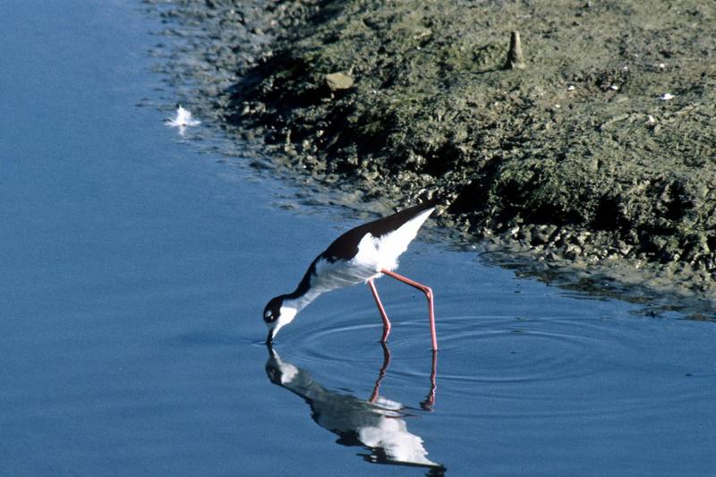 Black-necked Stilt (Himantopus mexicanus) {!--검은목장다리물떼새-->; DISPLAY FULL IMAGE.