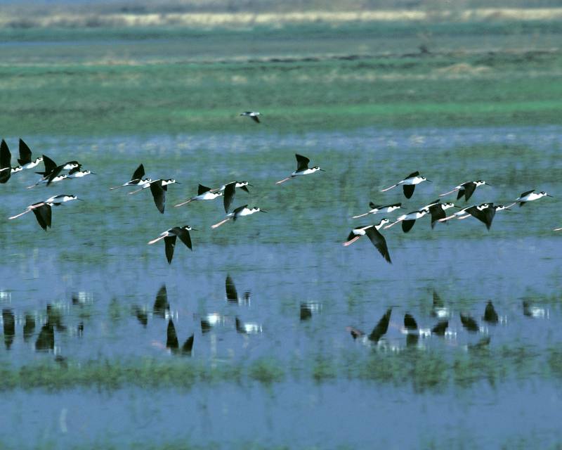 Black-necked Stilt flock (Himantopus mexicanus) {!--검은목장다리물떼새-->; DISPLAY FULL IMAGE.