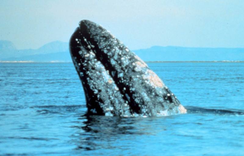 Gray Whale (Eschrichtius robustus) {!--귀신고래(쇠고래)-->; DISPLAY FULL IMAGE.