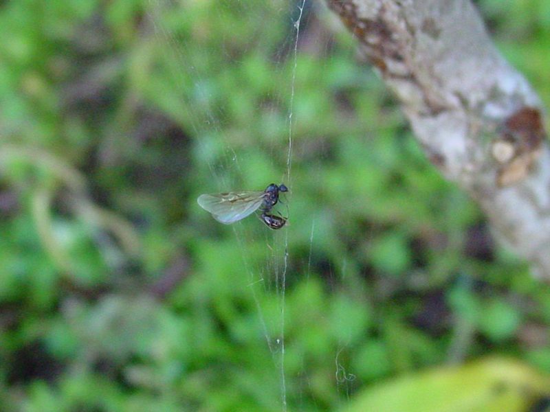 Big Ant (Queen ant) trapped in spider web; DISPLAY FULL IMAGE.