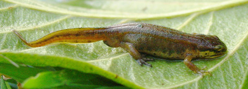 a kind of NEWT; DISPLAY FULL IMAGE.