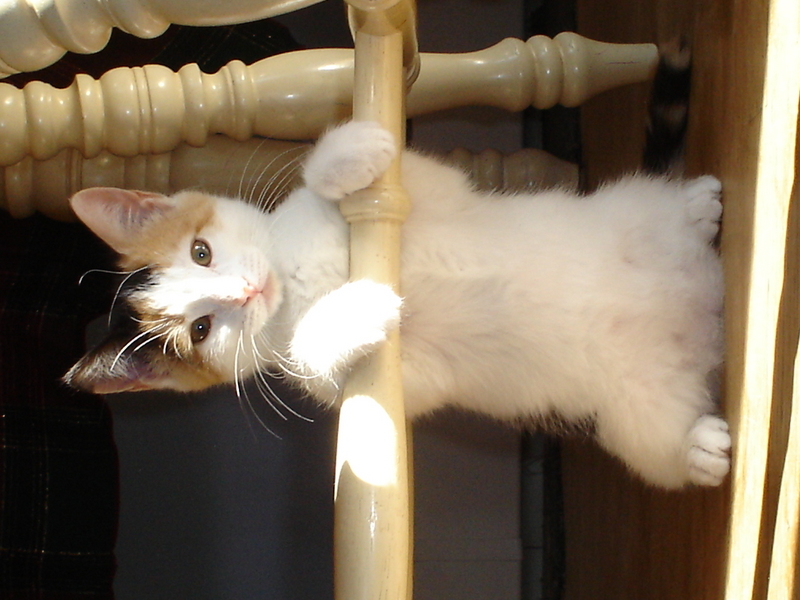 baby kitten; DISPLAY FULL IMAGE.