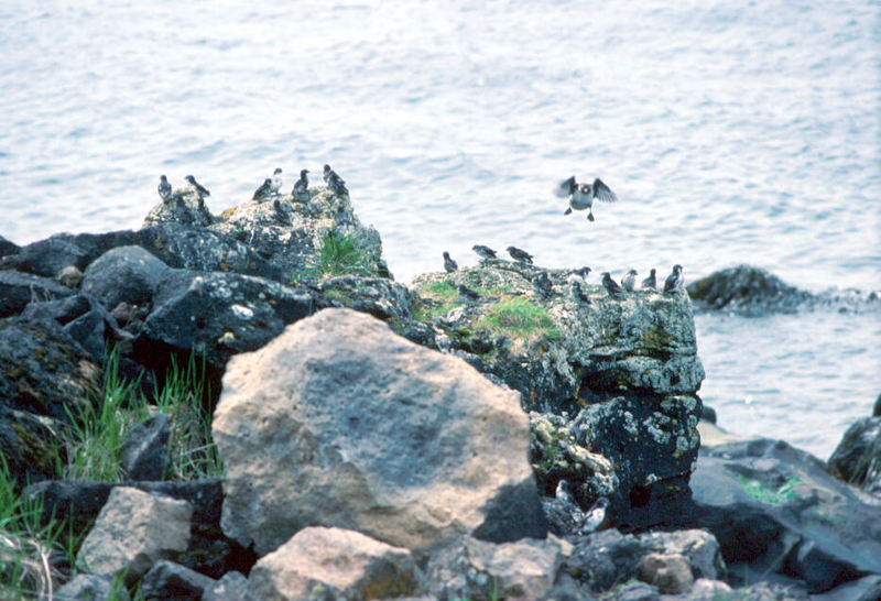 Least Auklet flock (Aethia pusilla) {!--작은바다쇠오리-->; DISPLAY FULL IMAGE.