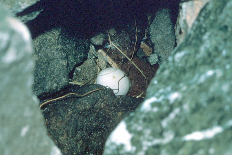 Crested Auklet egg (Aethia cristatella) {!--뿔바다쇠오리-->; DISPLAY FULL IMAGE.