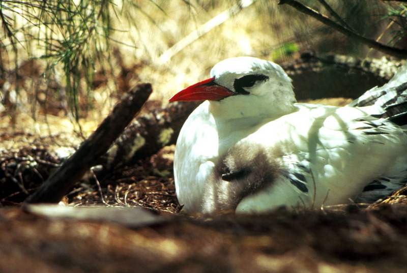 Red-tailed Tropicbird mother and chick (Phaethon rubricauda) {!--붉은꼬리열대새-->; DISPLAY FULL IMAGE.