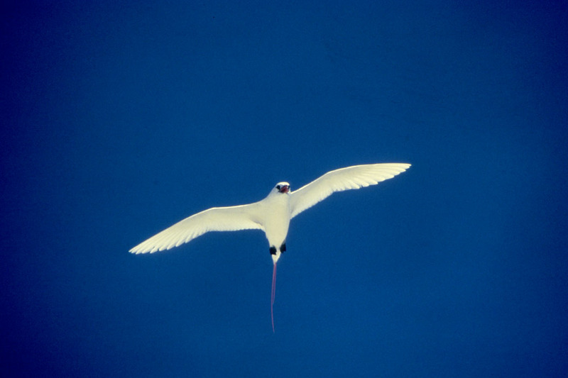 Red-tailed Tropicbird in flight (Phaethon rubricauda) {!--붉은꼬리열대새-->; DISPLAY FULL IMAGE.
