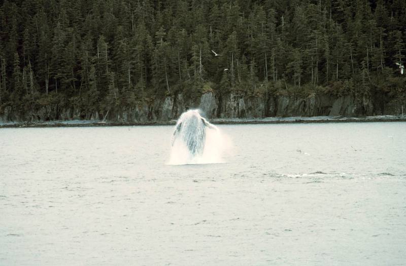 Humpback Whale (Megaptera novaeangliae) {!--혹등고래-->; DISPLAY FULL IMAGE.