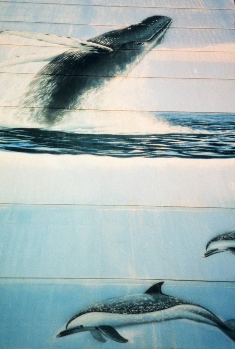 [Mural Painting] Humpback Whale (Megaptera novaeangliae) {!--혹등고래--> & Dolphin; DISPLAY FULL IMAGE.