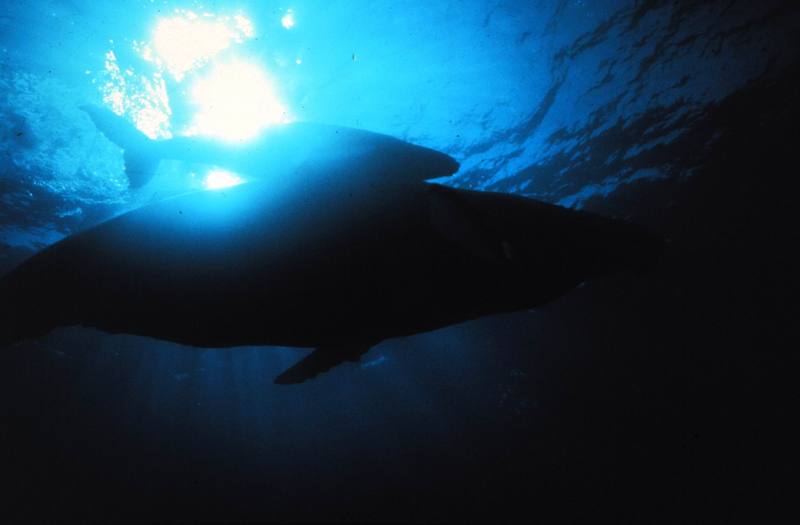 Humpback Whale mother and calf (Megaptera novaeangliae) {!--혹등고래-->; DISPLAY FULL IMAGE.