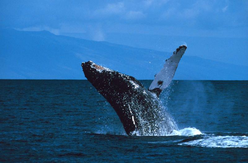 Humpback Whale breaching (Megaptera novaeangliae) {!--혹등고래-->; DISPLAY FULL IMAGE.