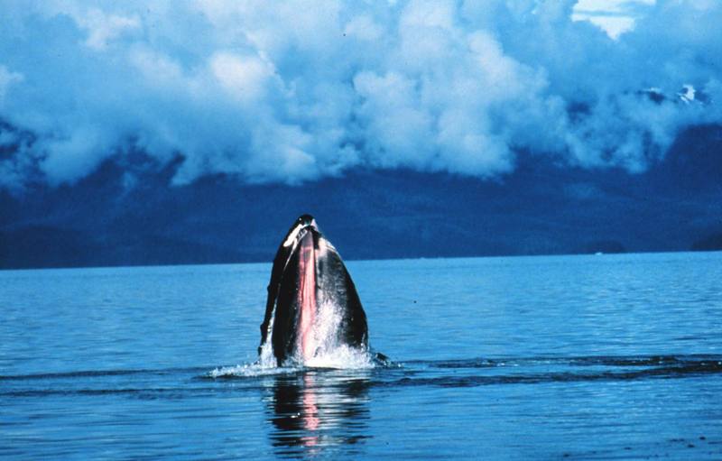 Humpback Whale spy-hopping (Megaptera novaeangliae) {!--혹등고래-->; DISPLAY FULL IMAGE.