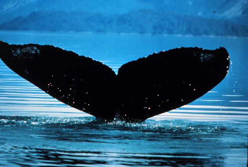Humpback Whale fluke (Megaptera novaeangliae) {!--혹등고래-->; DISPLAY FULL IMAGE.