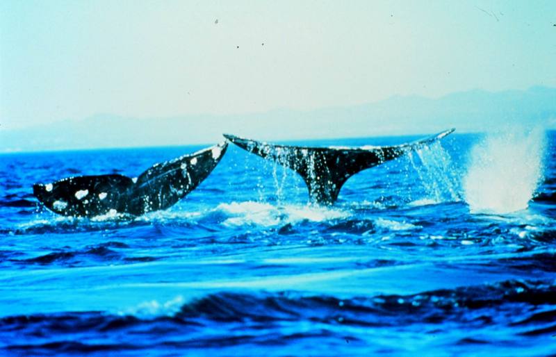 Humpback Whale flukes (Megaptera novaeangliae) {!--혹등고래-->; DISPLAY FULL IMAGE.