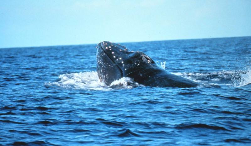 Humpback Whale in migration (Megaptera novaeangliae) {!--혹등고래-->; DISPLAY FULL IMAGE.