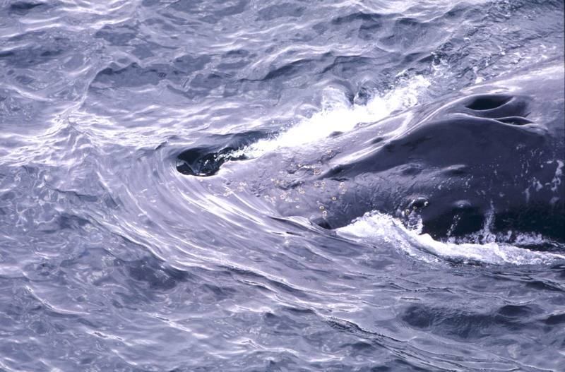 Humpback Whale blow hole (Megaptera novaeangliae) {!--혹등고래-->; DISPLAY FULL IMAGE.